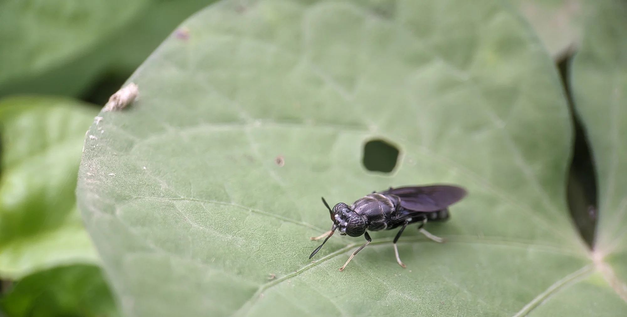 Meet the insect that could help feed the world, reduce waste and even support life in space 