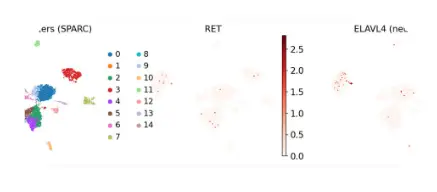 Kanzer graphic