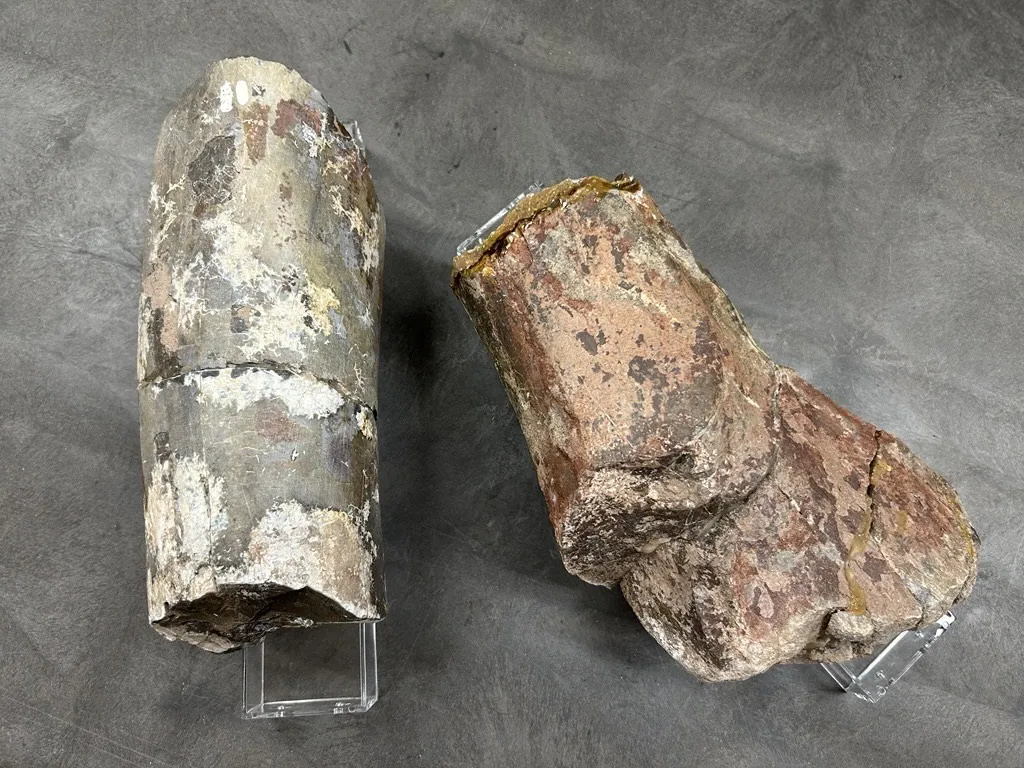 Radioactive dinosaur bones The Museums of Western Colorado donated to ORAU’s Museum of Radiation and Radioactivity. 