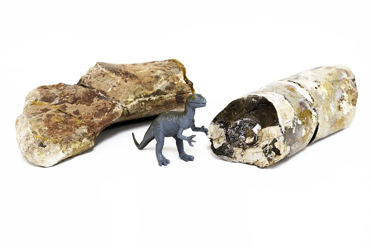 Toy allosaurus pictured with allosaurus bones in ORAU’s collection.