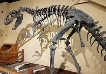 Allosaurus skeleton (not radioactive!) at the Dinosaur Journey Museum of Western Colorado, Fruita, CO. Photo Credit: John Gnida, allosaurusroar.com