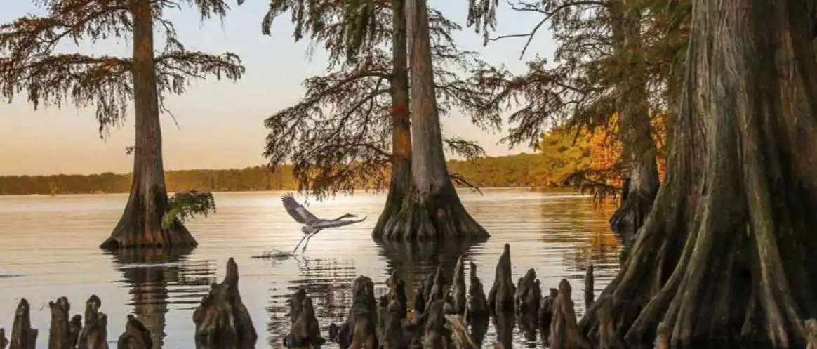 reelfoot-lake.webp