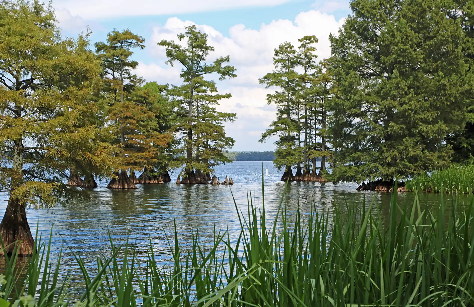 Journey to Reelfoot Lake: where family memories and earthquake preparedness intersect