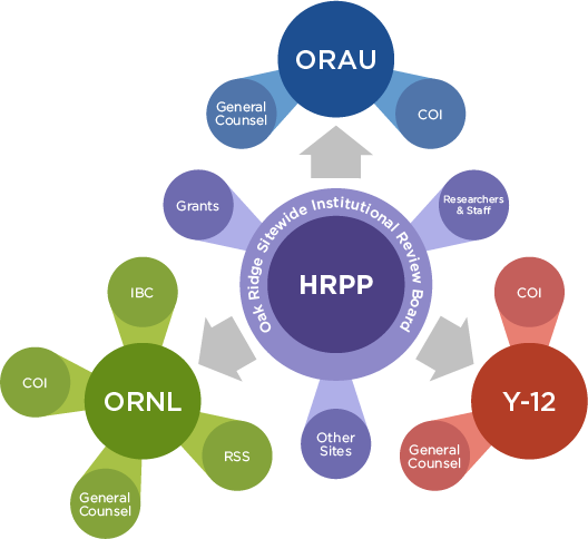 Human Research Protection Program graphic 