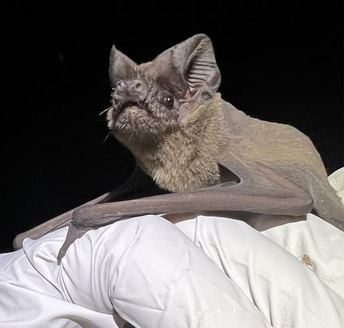 Migratory Mexican free-tailed bat