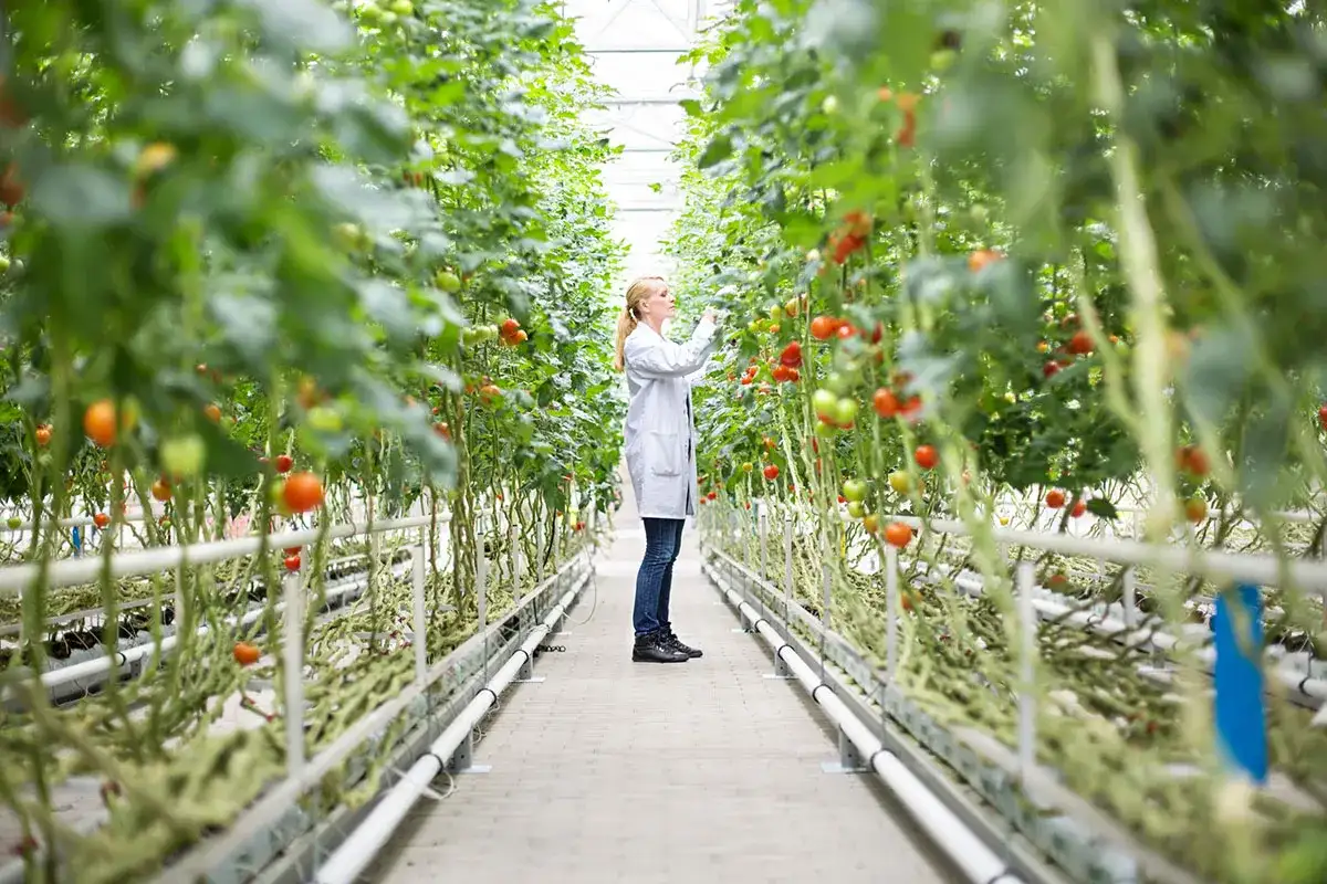 Woman conducts research in a greenhouse